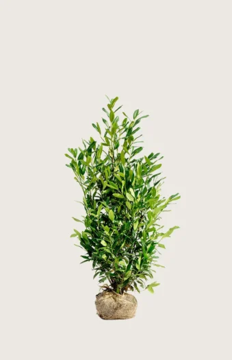 Laurbærhegg Herbergii 80cm Velgrenet | Plantinavia