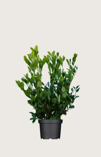 Laurbærhegg Mano 40cm Grenet | Plantinavia