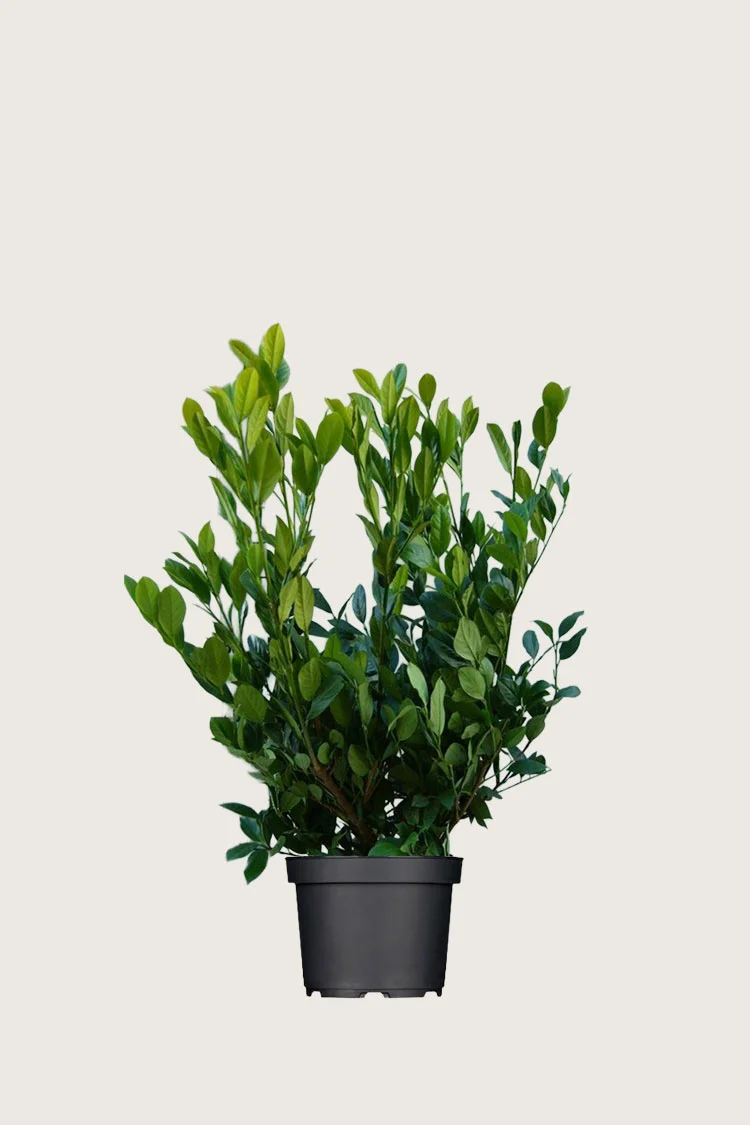 Laurbærhegg Mano 60cm Grenet | Plantinavia