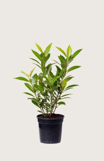 Laurbærhegg Mano 60cm Outlet | Plantinavia