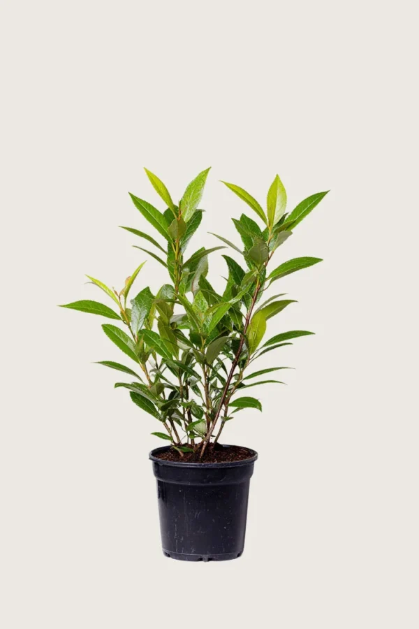Laurbærhegg Mano 60cm Outlet | Plantinavia