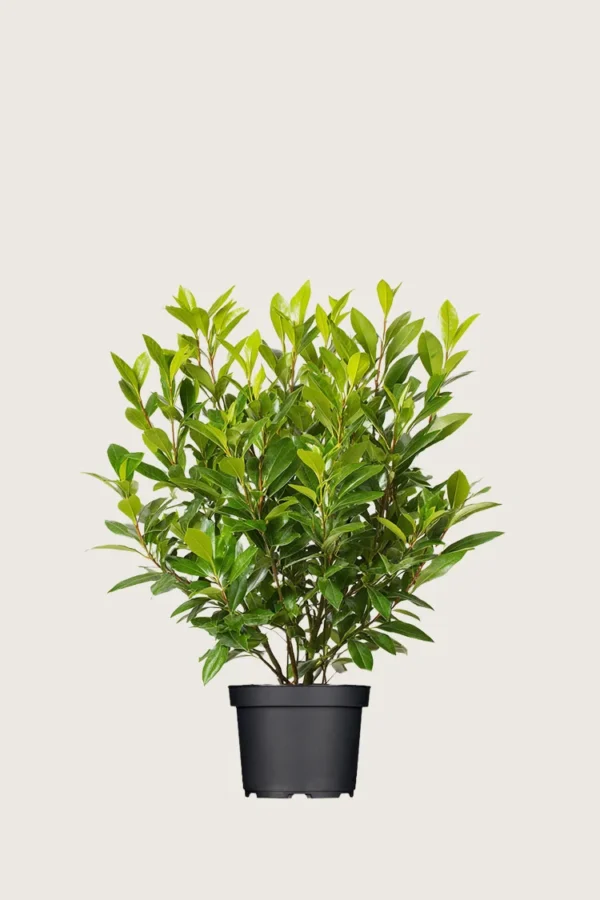 Laurbærhegg Mano 100cm Velgrenet | Plantinavia