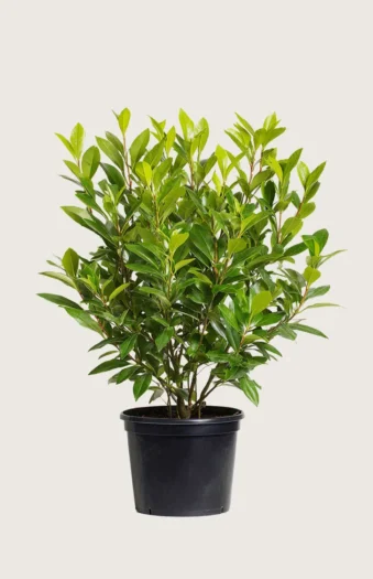 Laurbærhegg Mano 125cm Velgrenet | Plantinavia