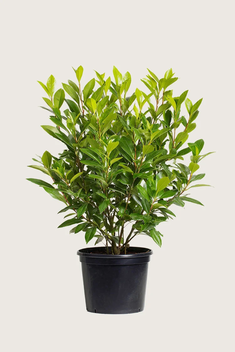 Laurbærhegg Mano 125cm Velgrenet | Plantinavia