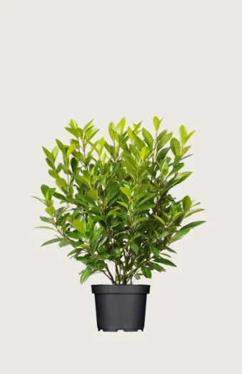 Laurbærhegg Mano 60cm Velgrenet | Plantinavia