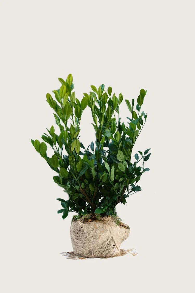 Laurbærhegg Mano 100cm Grenet | Plantinavia