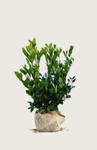 Laurbærhegg Mano 125cm Grenet | Plantinavia