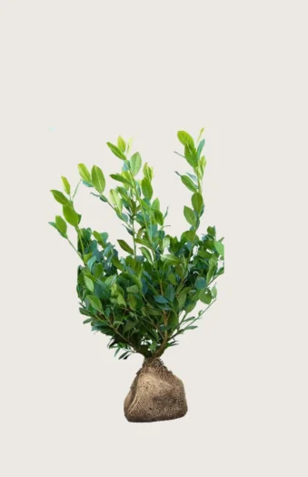 Laurbærhegg Mano 40cm Grenet | Plantinavia