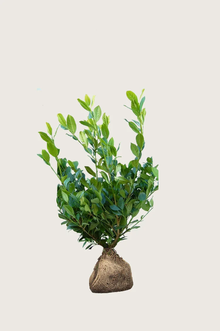 Laurbærhegg Mano 40cm Grenet | Plantinavia