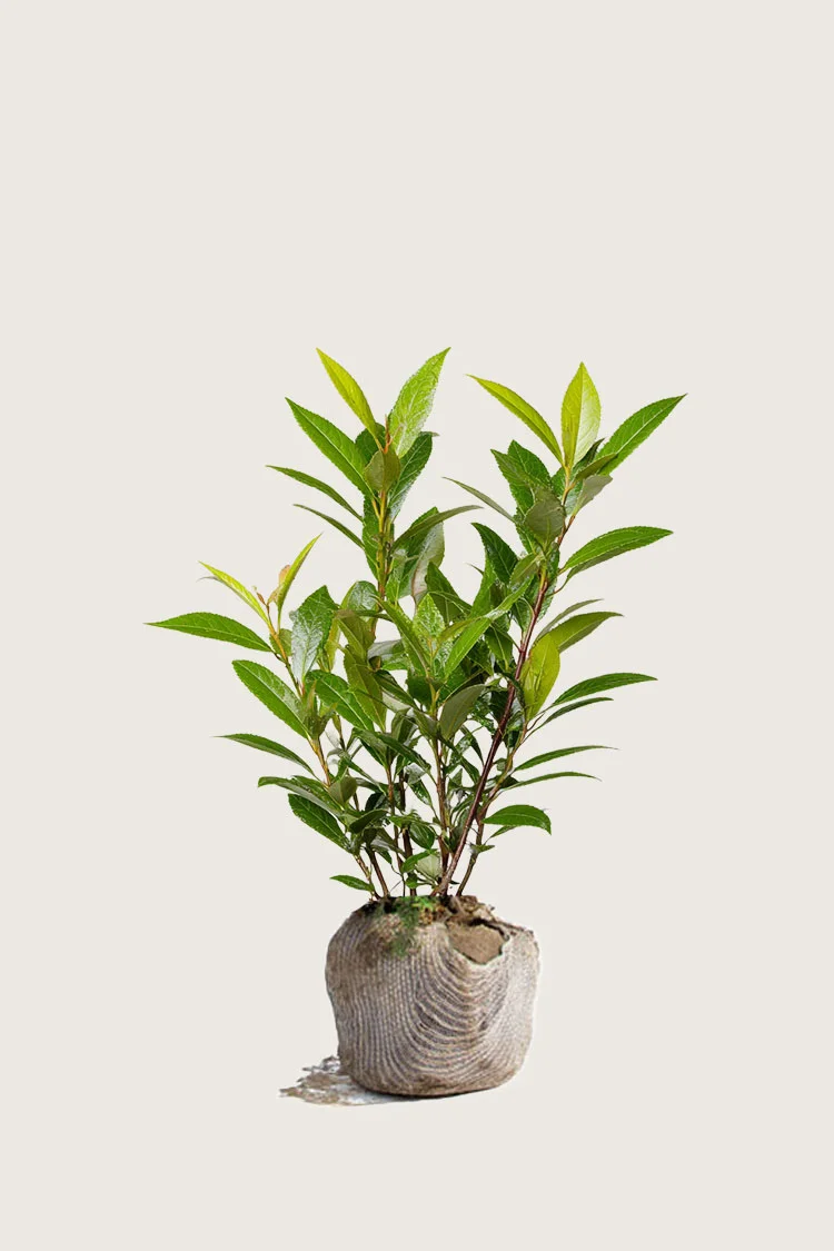Laurbærhegg Mano 60cm Outlet | Plantinavia