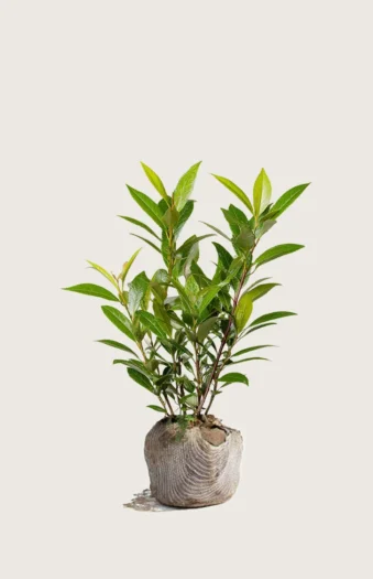 Laurbærhegg Mano 80cm Outlet | Plantinavia