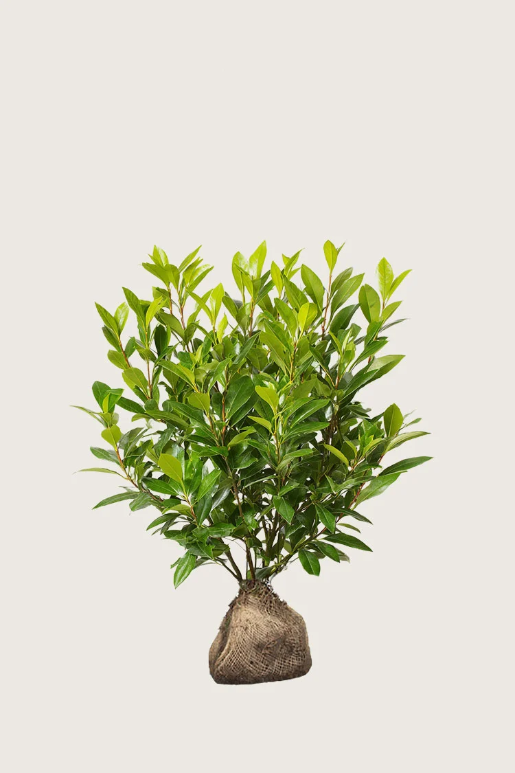 Laurbærhegg Mano 60cm Velgrenet | Plantinavia