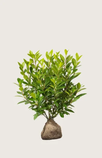 Laurbærhegg Mano 80cm Velgrenet | Plantinavia