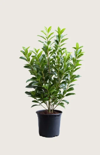 Laurbærhegg Otto-Luyken 200cm Grenet | Plantinavia