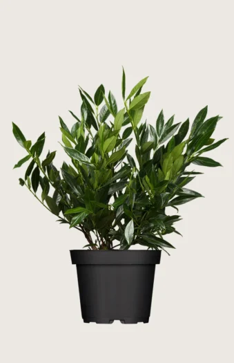 Laurbærhegg Otto-Luyken 60cm Grenet | Plantinavia