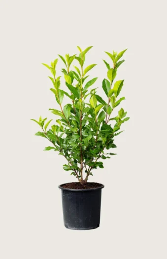 Laurbærhegg Otto-Luyken 125cm Outlet | Plantinavia