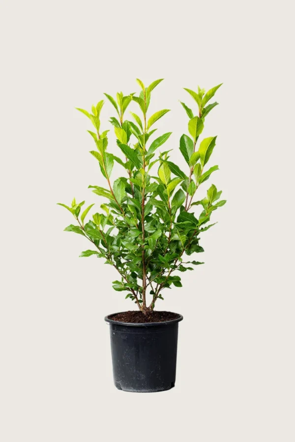 Laurbærhegg Otto-Luyken 125cm Outlet | Plantinavia