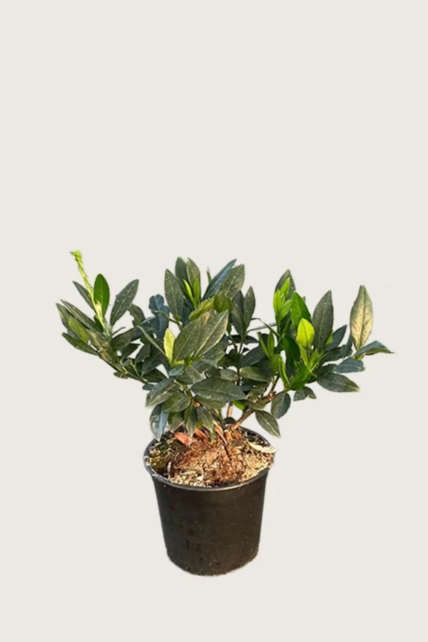 Laurbærhegg Otto-Luyken 40cm Outlet | Plantinavia