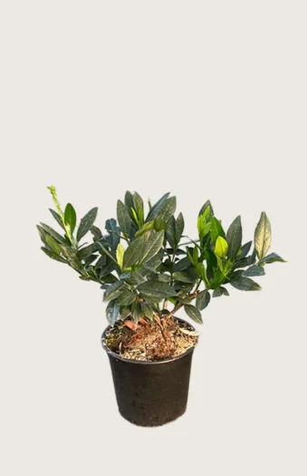 Laurbærhegg Otto-Luyken 80cm Outlet | Plantinavia