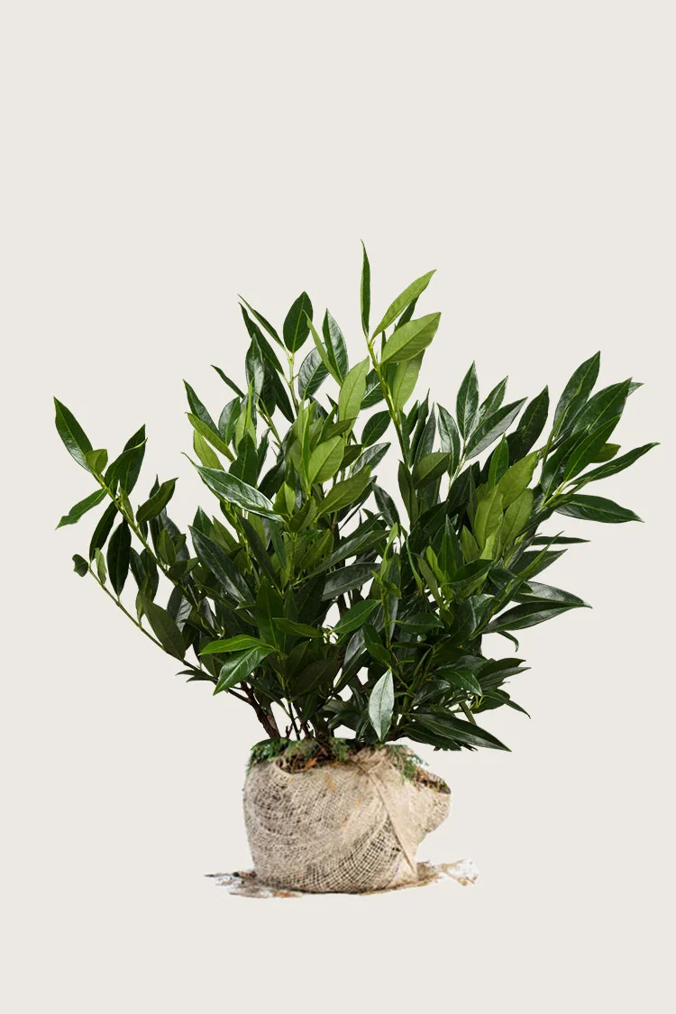 Laurbærhegg Otto-Luyken 60cm Grenet | Plantinavia