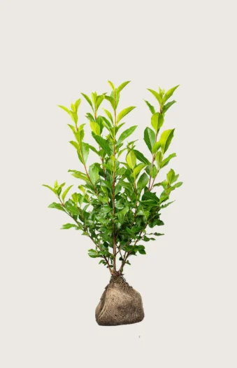 Laurbærhegg Otto-Luyken 100cm Outlet | Plantinavia