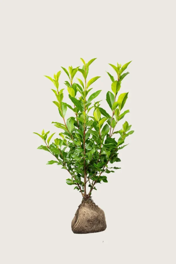 Laurbærhegg Otto-Luyken 100cm Outlet | Plantinavia