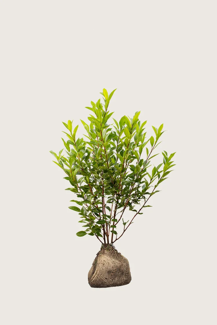 Laurbærhegg Otto-Luyken 60cm Outlet | Plantinavia