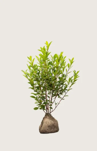 Laurbærhegg Otto-Luyken 80cm Outlet | Plantinavia