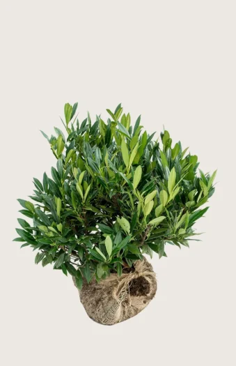 Laurbærhegg Otto-Luyken 40cm Velgrenet | Plantinavia