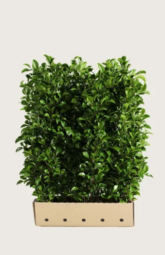 Laurbærhegg Titan 200cm Velgrenet | Plantinavia