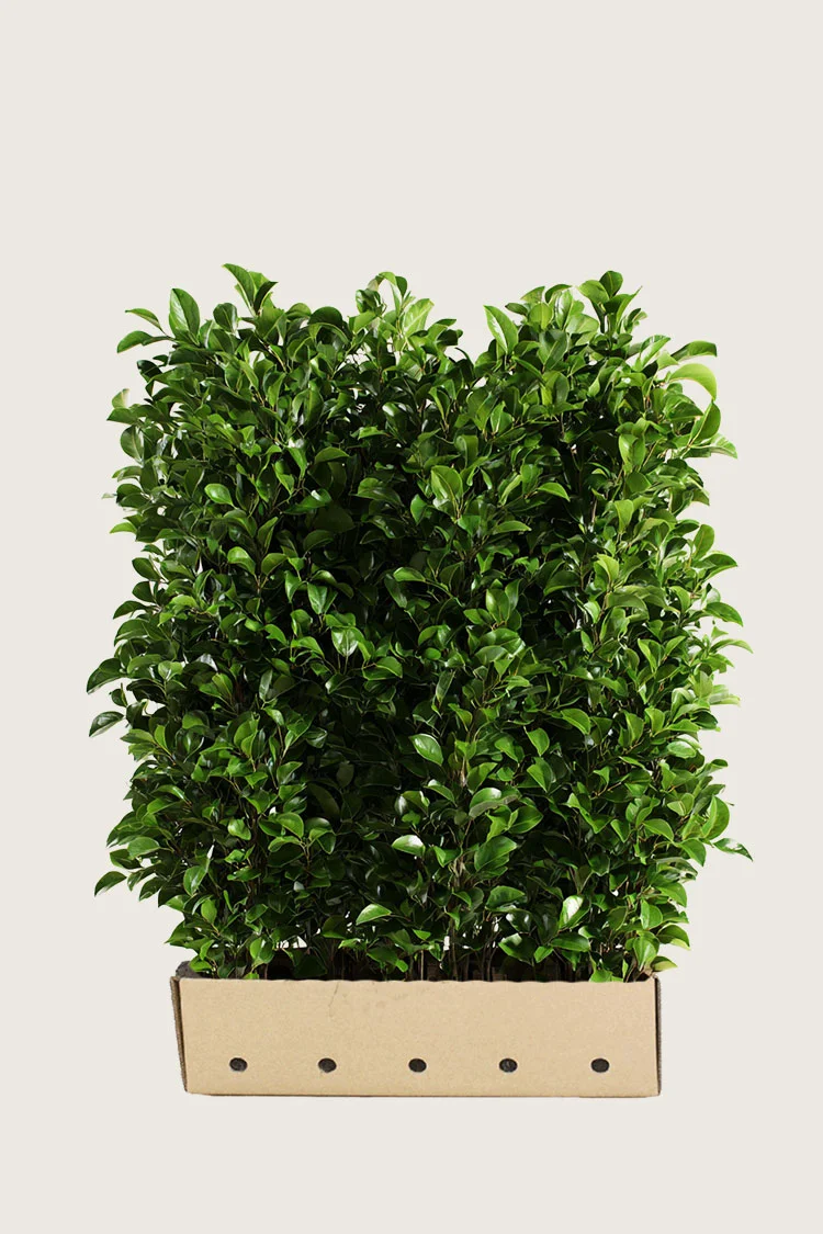 Laurbærhegg Titan 200cm Velgrenet | Plantinavia