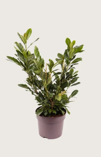 Laurbærhegg Titan 150cm Grenet | Plantinavia