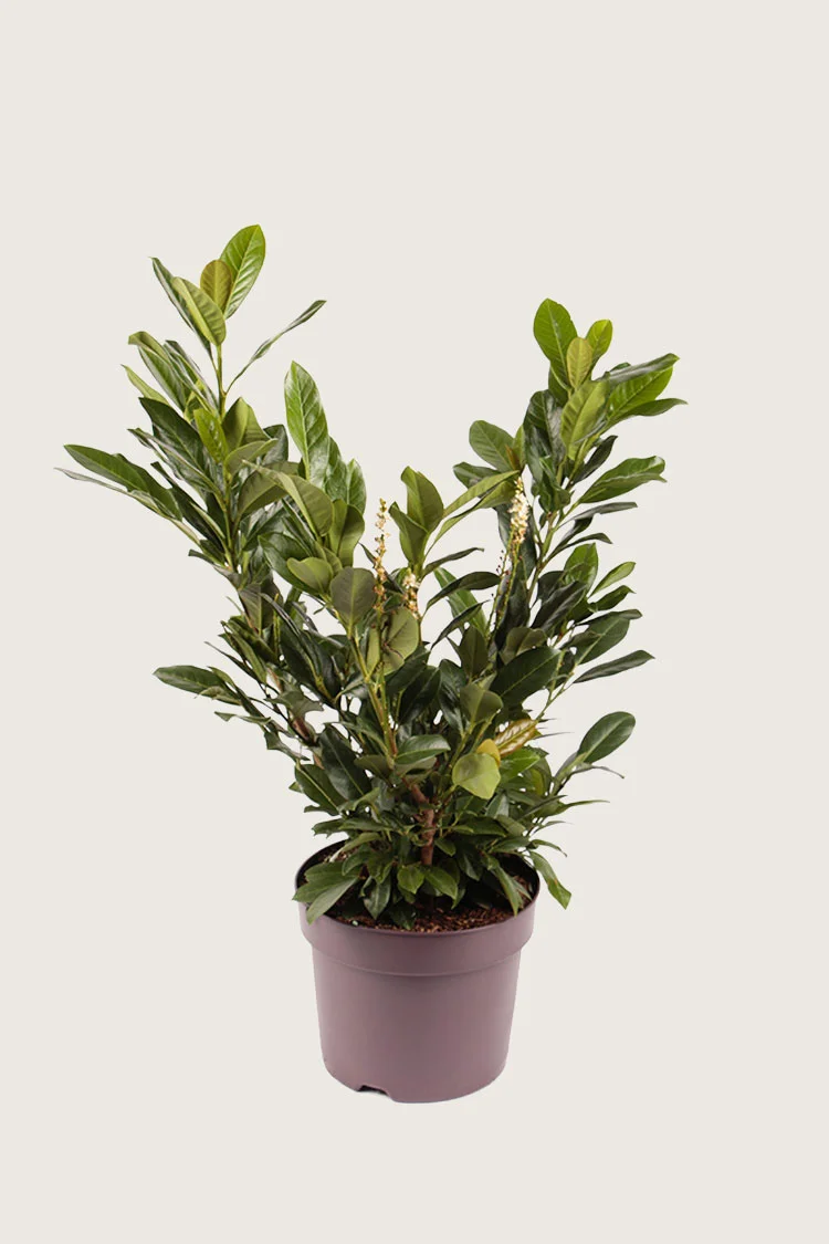 Laurbærhegg Titan 150cm Grenet | Plantinavia