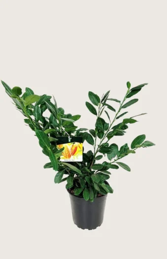 Laurbærhegg Titan 40cm Grenet | Plantinavia