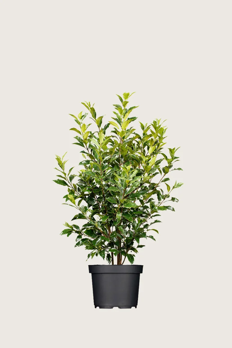 Laurbærhegg Titan 100cm Outlet | Plantinavia