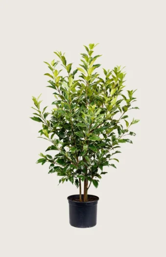 Laurbærhegg Titan 150cm Outlet | Plantinavia