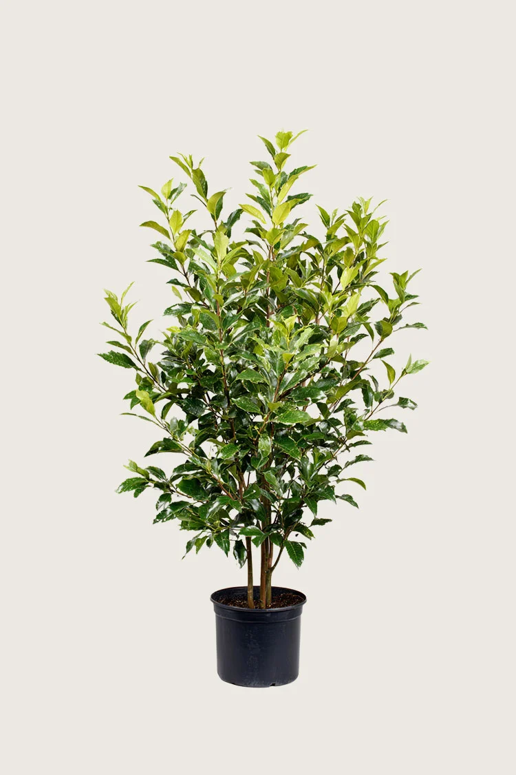 Laurbærhegg Titan 200cm Outlet | Plantinavia