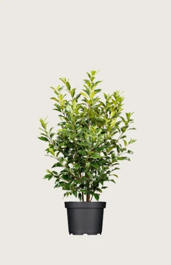 Laurbærhegg Titan 60cm Outlet | Plantinavia