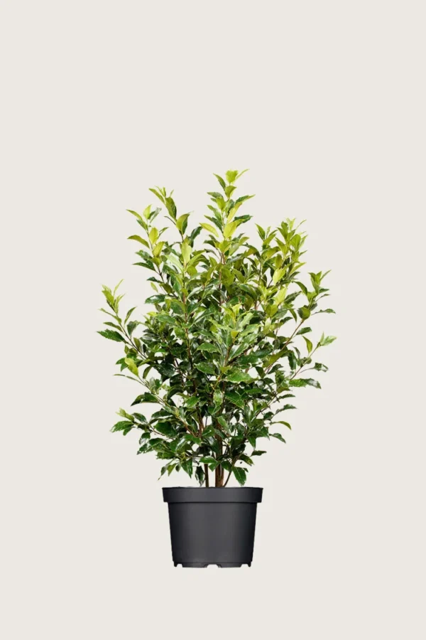Laurbærhegg Titan 80cm Outlet | Plantinavia