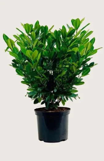 Laurbærhegg Titan 200cm Velgrenet | Plantinavia