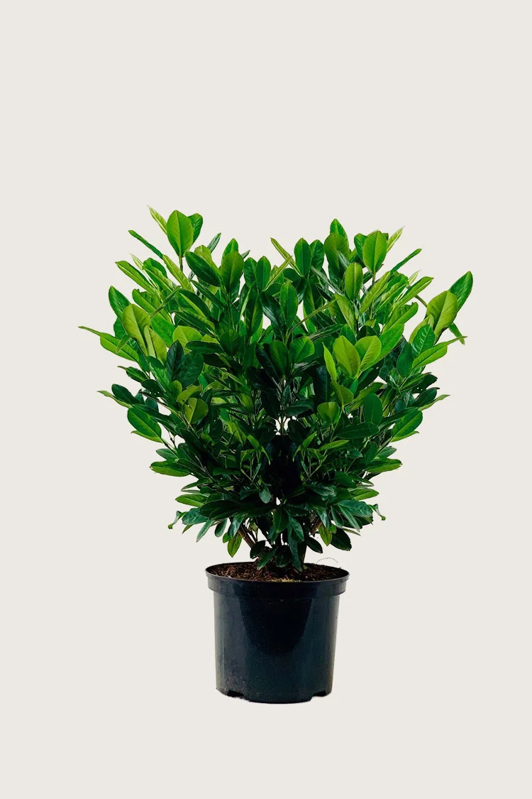 Laurbærhegg Titan 60cm Velgrenet | Plantinavia