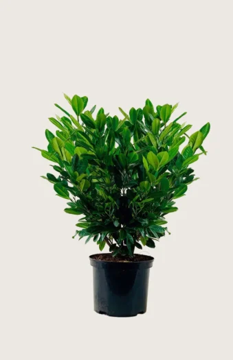 Laurbærhegg Titan 80cm Velgrenet | Plantinavia