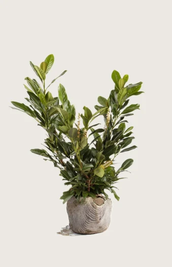 Laurbærhegg Titan 125cm Grenet | Plantinavia