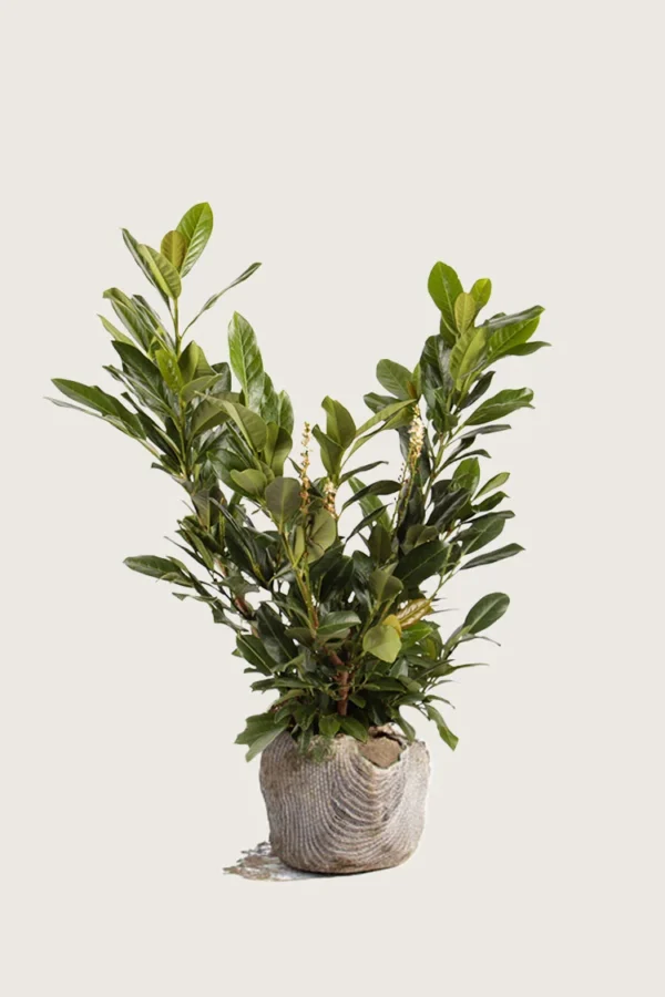 Laurbærhegg Titan 150cm Grenet | Plantinavia