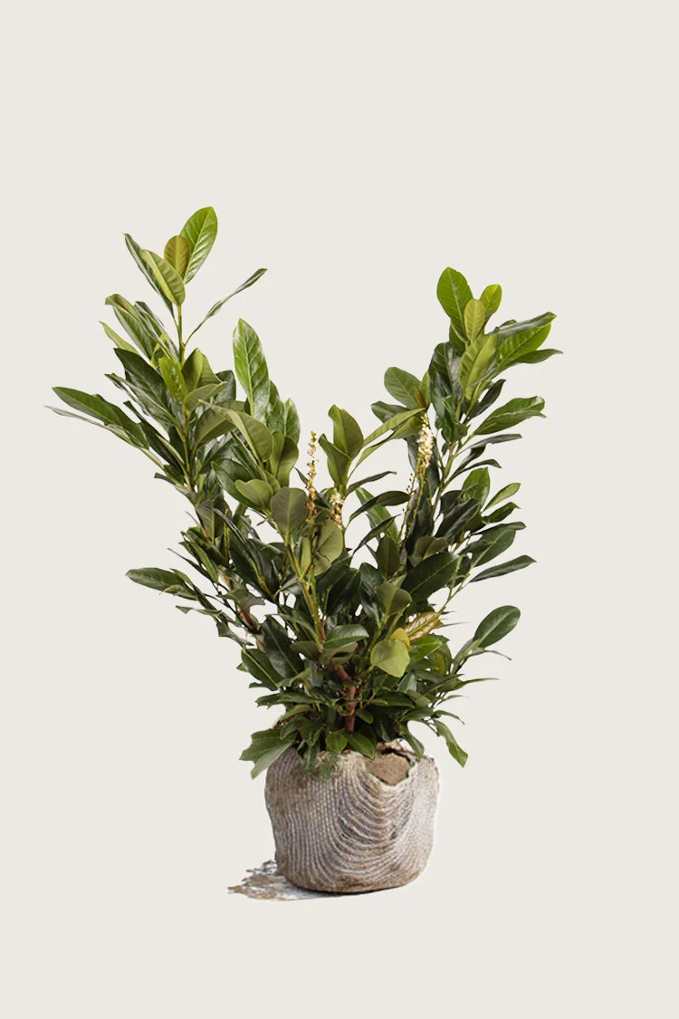 Laurbærhegg Titan 200cm Grenet | Plantinavia