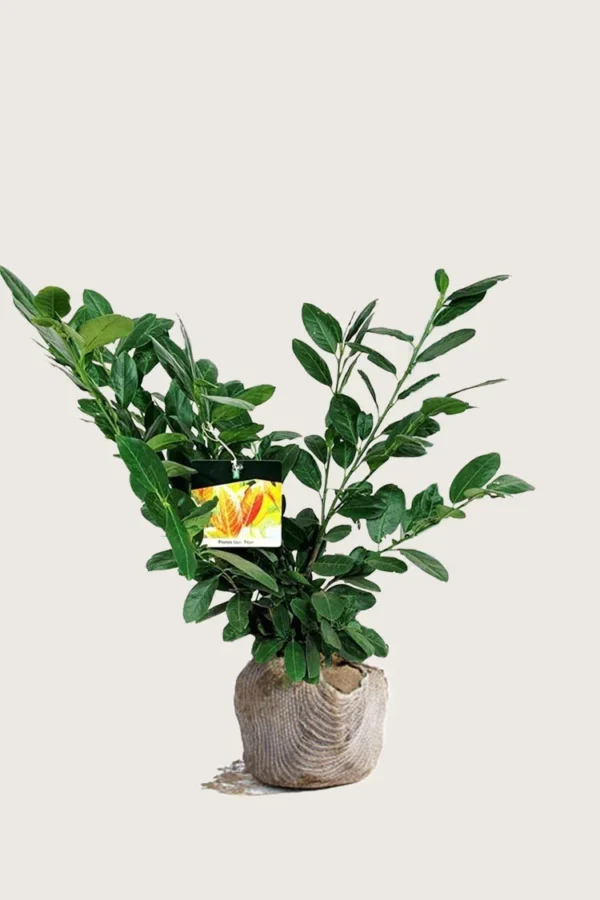Laurbærhegg Titan 80cm Grenet | Plantinavia