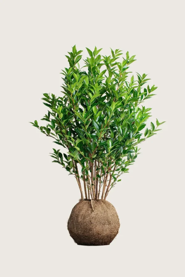 Laurbærhegg Titan 125cm Outlet | Plantinavia