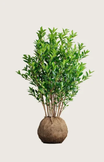 Laurbærhegg Titan 175cm Outlet | Plantinavia