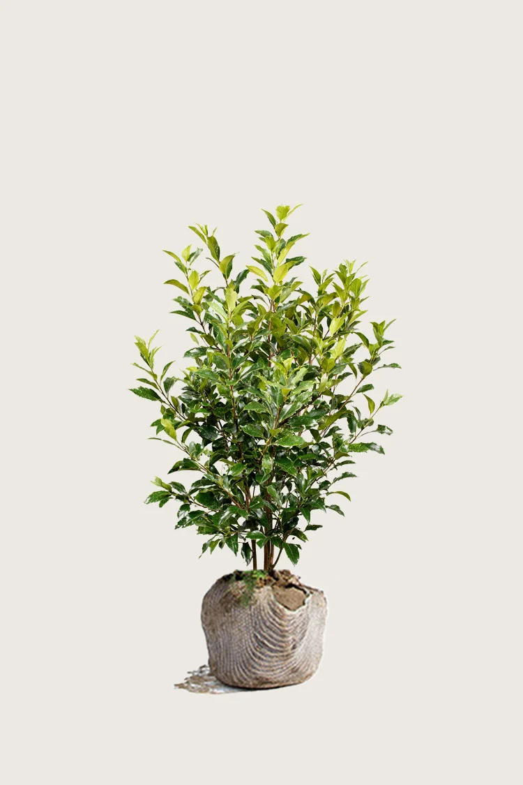 Laurbærhegg Titan configurator