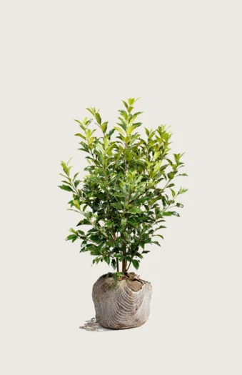 Laurbærhegg Titan 80cm Outlet | Plantinavia